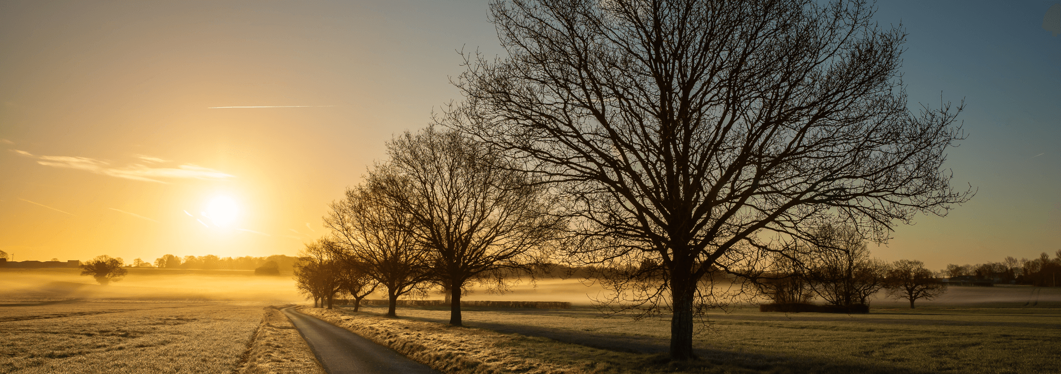 Foto van een hond in een kofferbak